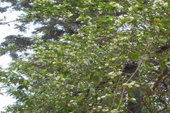 Vallaris solanacea